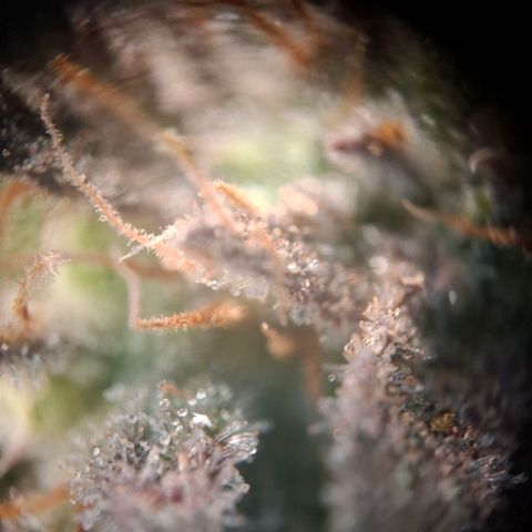 OG Kush growlog timeline photo