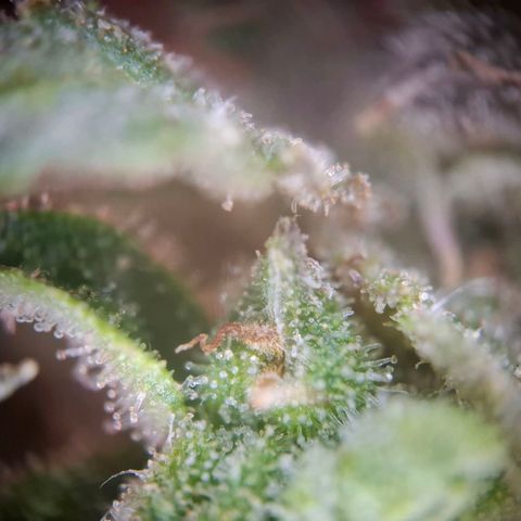 Acapulco Gold growlog timeline photo