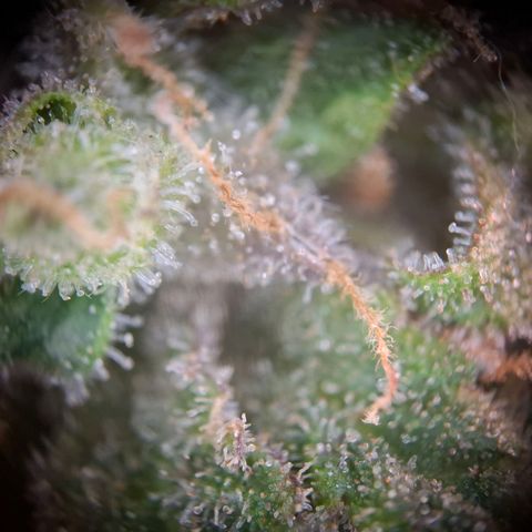 Acapulco Gold growlog timeline photo