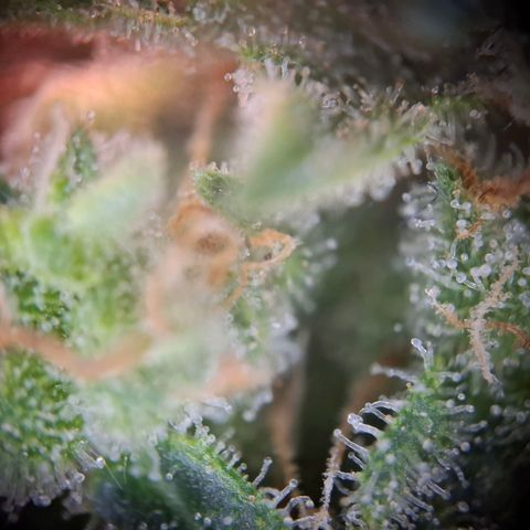 Acapulco Gold growlog timeline photo