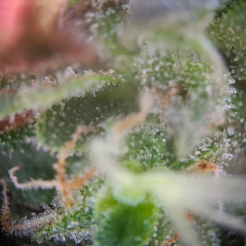 Acapulco Gold growlog timeline photo