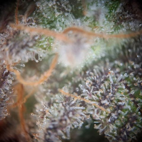 G13 Haze growlog timeline photo