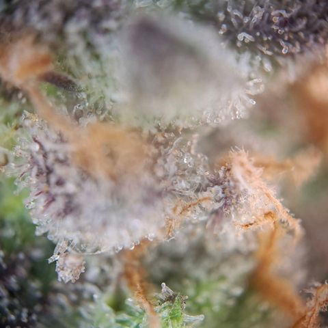 G13 Haze growlog timeline photo