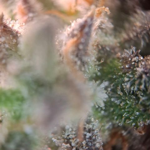 OG Kush growlog timeline photo