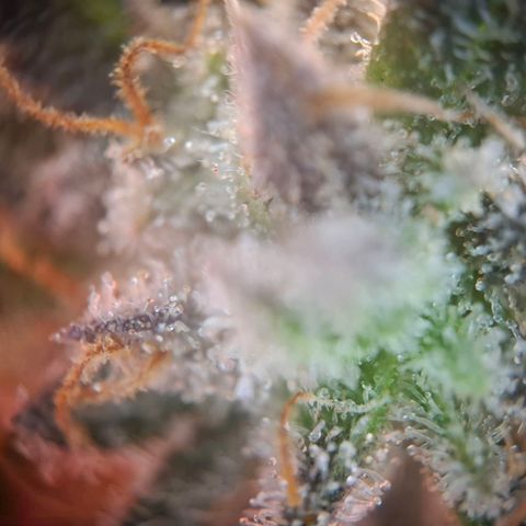 OG Kush growlog timeline photo