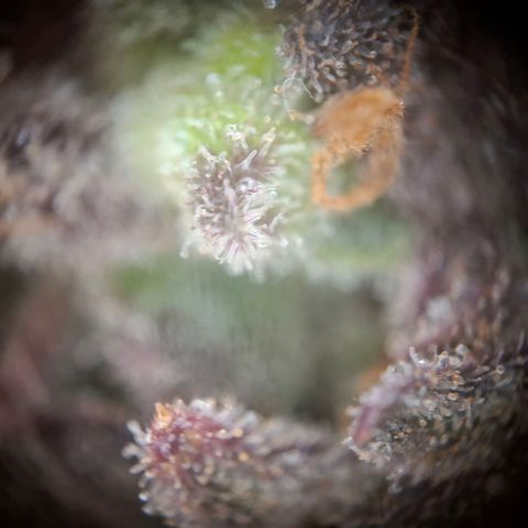G13 Haze growlog timeline photo