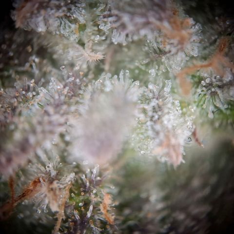 G13 Haze growlog timeline photo