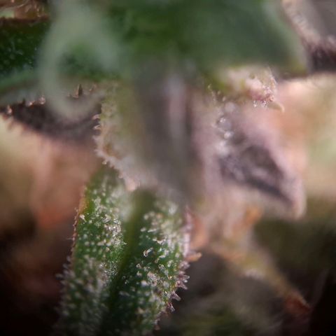 Acapulco Gold growlog timeline photo