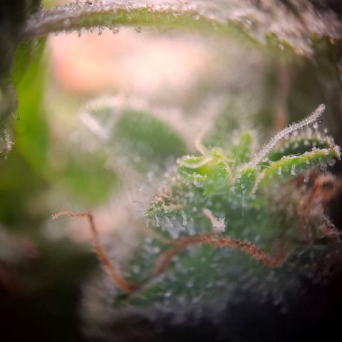 Acapulco Gold growlog timeline photo