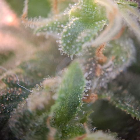 Acapulco Gold growlog timeline photo