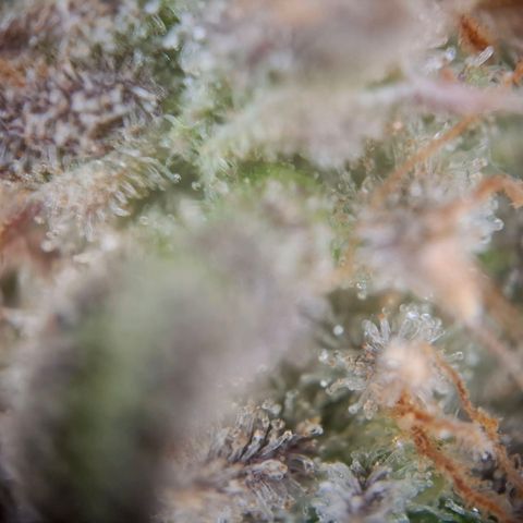 G13 Haze growlog timeline photo