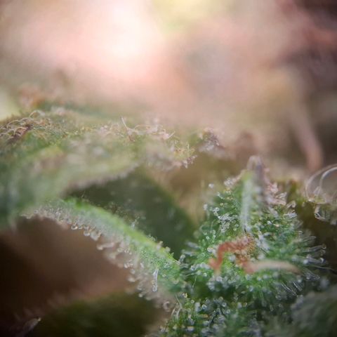 Acapulco Gold growlog timeline photo