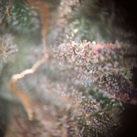 OG Kush growlog timeline photo
