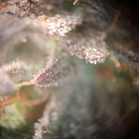 OG Kush growlog timeline photo