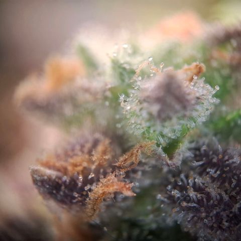 G13 Haze growlog timeline photo