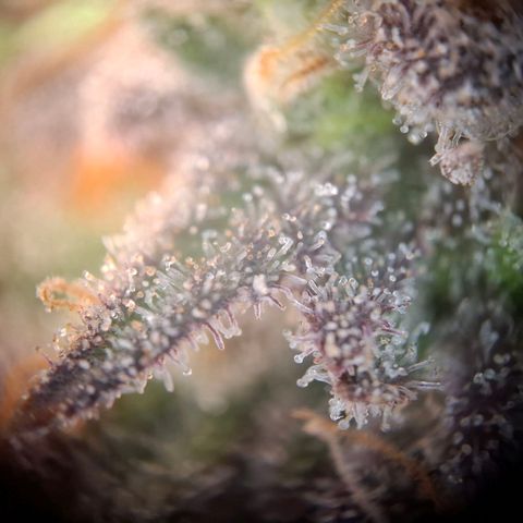 G13 Haze growlog timeline photo