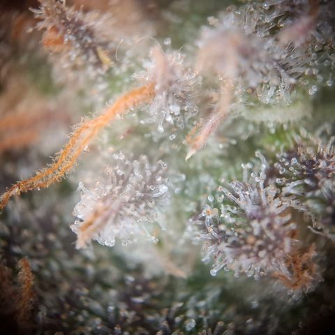 G13 Haze growlog timeline photo