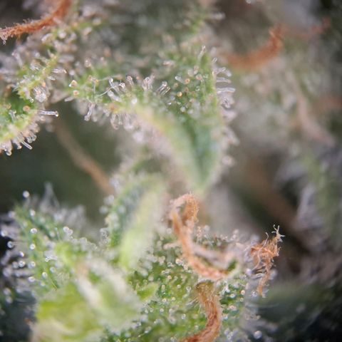 Acapulco Gold growlog timeline photo