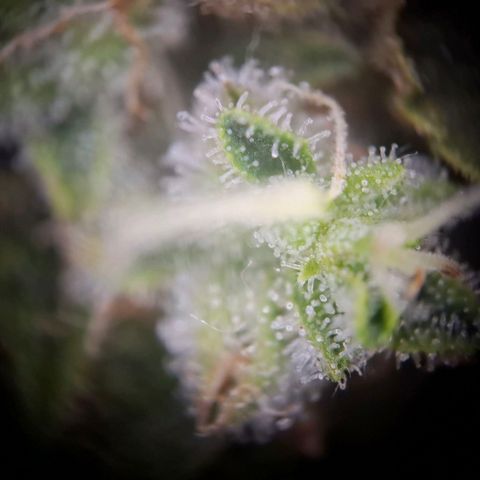 Acapulco Gold growlog timeline photo