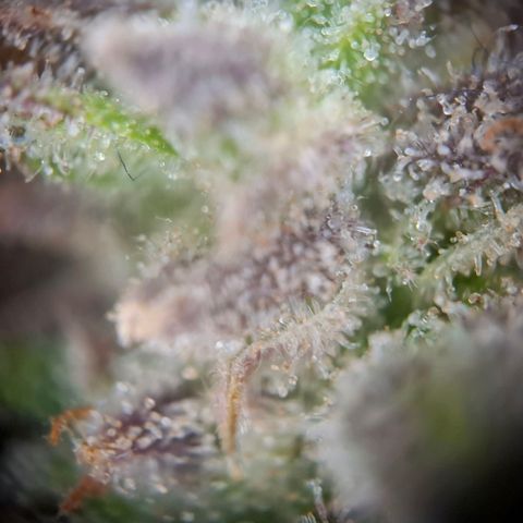 G13 Haze growlog timeline photo