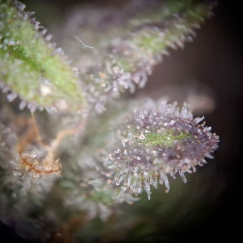G13 Haze growlog timeline photo