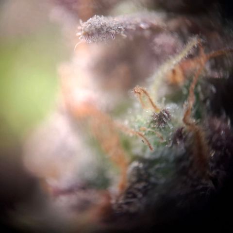 G13 Haze growlog timeline photo