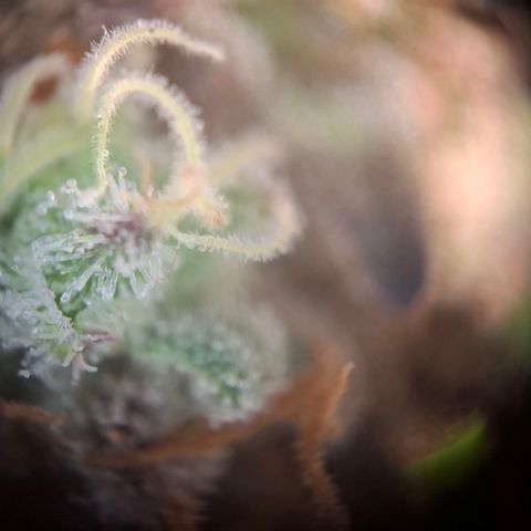 G13 Haze growlog timeline photo