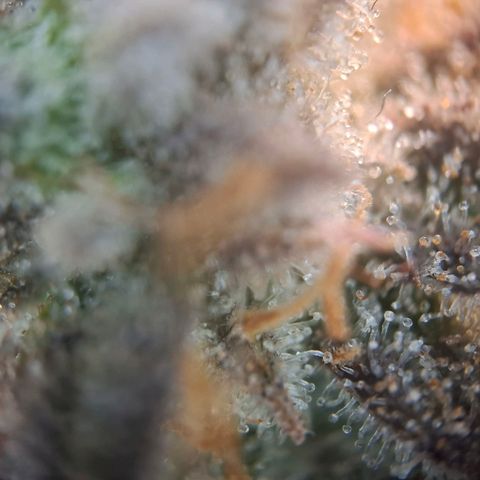 OG Kush growlog timeline photo