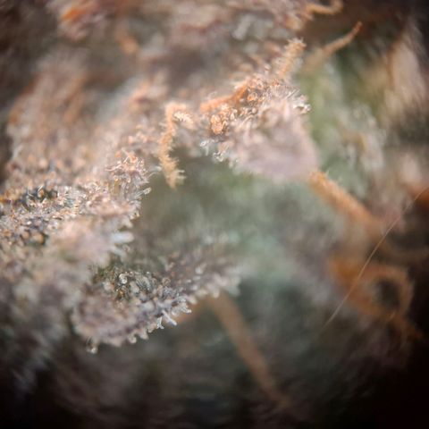 OG Kush growlog timeline photo