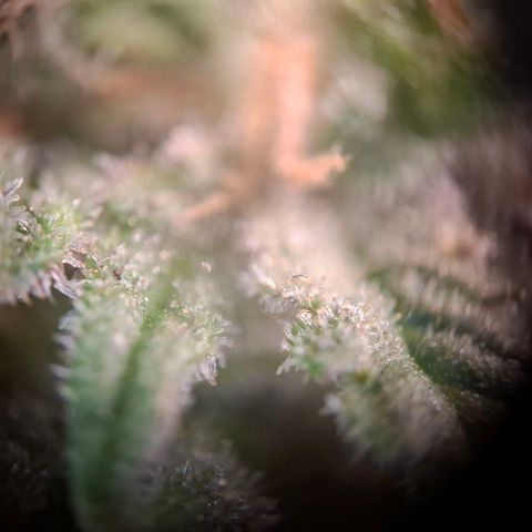 Acapulco Gold growlog timeline photo