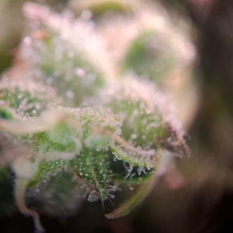 Acapulco Gold growlog timeline photo