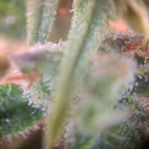 Acapulco Gold growlog timeline photo