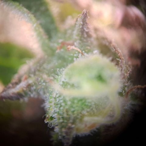 Acapulco Gold growlog timeline photo