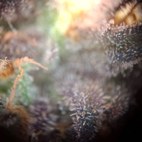 G13 Haze growlog timeline photo