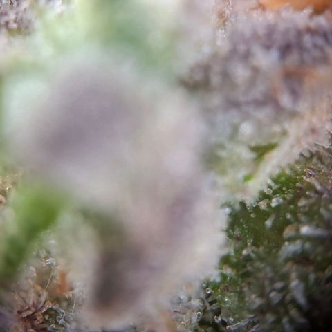 G13 Haze growlog timeline photo