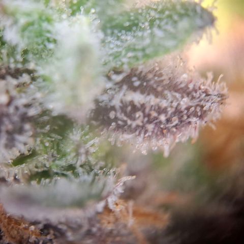 G13 Haze growlog timeline photo