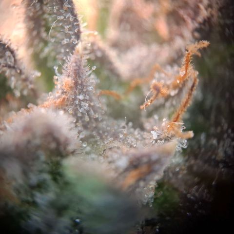 OG Kush growlog timeline photo