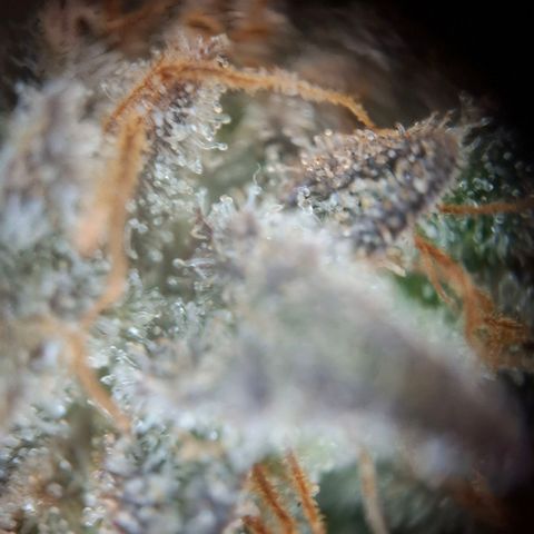 OG Kush growlog timeline photo