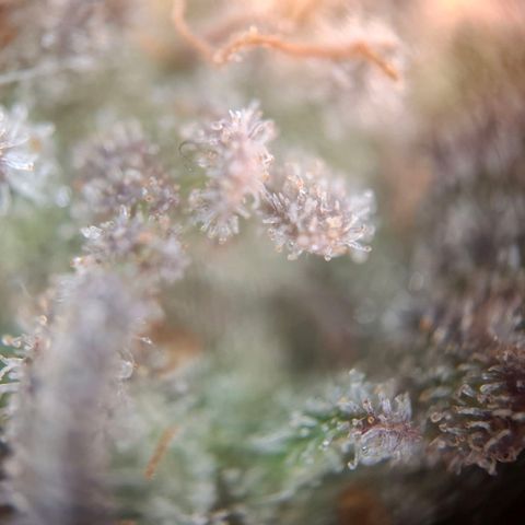 G13 Haze growlog timeline photo