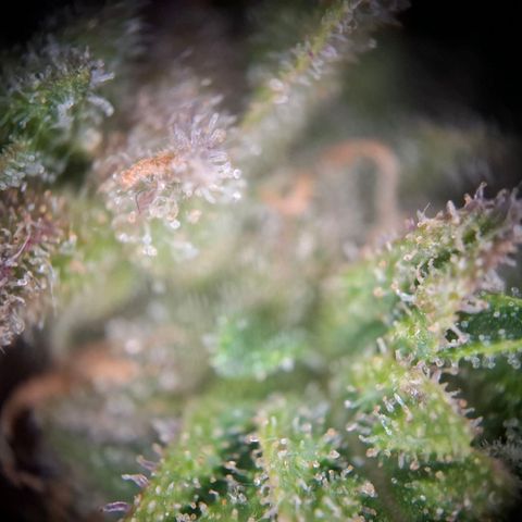 Acapulco Gold growlog timeline photo