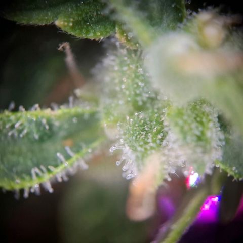 Acapulco Gold growlog timeline photo