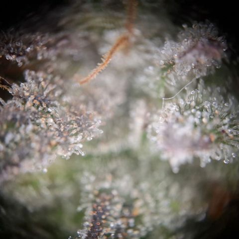 OG Kush growlog timeline photo