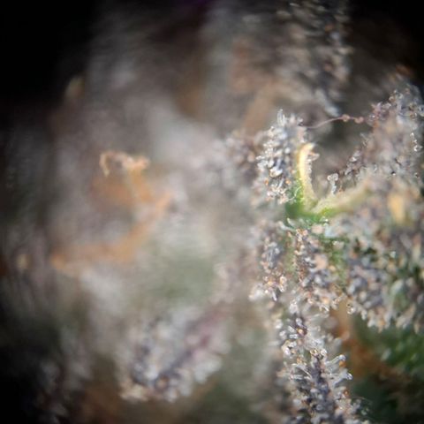 OG Kush growlog timeline photo