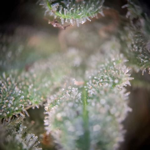 Acapulco Gold growlog timeline photo