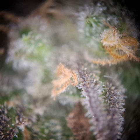 Acapulco Gold growlog timeline photo