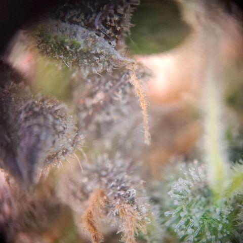 Acapulco Gold growlog timeline photo