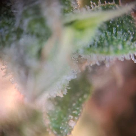 Acapulco Gold growlog timeline photo