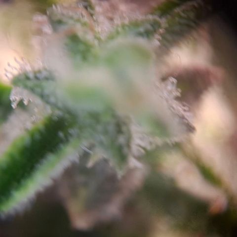 Acapulco Gold growlog timeline photo