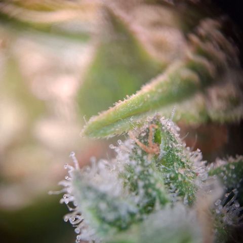 Acapulco Gold growlog timeline photo