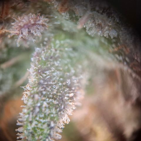 G13 Haze growlog timeline photo